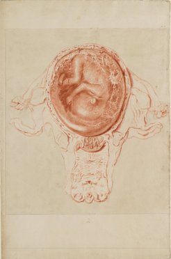 Jan van Rymsdyk, Drawing of an anatomical dissection of a pregnant woman, for Plate 7 of William Hunter's Anatomia (1774), c.1764, red chalk. Image courtesy of The Hunterian, University of Glasgow