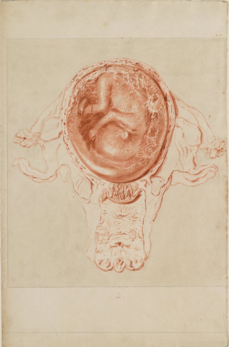 Jan van Rymsdyk, Drawing of an anatomical dissection of a pregnant woman, for Plate 7 of William Hunter's Anatomia (1774), c.1764, red chalk. Image courtesy of The Hunterian, University of Glasgow