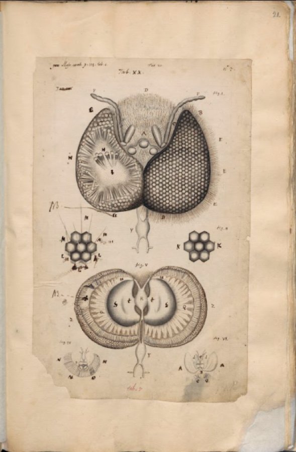 Otto Marseus van Schrieck, Johannes Swammerdam, and Paolo Boccone: Visual Strategies and Communicating Science 