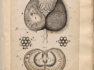Otto Marseus van Schrieck, Johannes Swammerdam, and Paolo Boccone: Visual Strategies and Communicating Science
