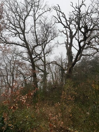 Olevano, La Serpentara, January 2025 Olevano, La Serpentara, January 2025