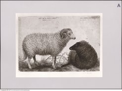 Staatliche Museen zu Berlin - Preußischer Kulturbesitz, Kupferstichkabinett - Sammlung der Zeichnungen und Druckgraphik, KdZ-Nr. KdZ 26216