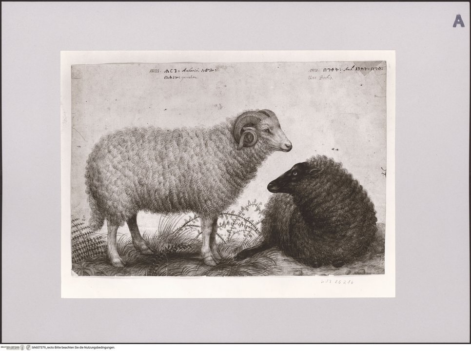 Staatliche Museen zu Berlin - Preußischer Kulturbesitz, Kupferstichkabinett - Sammlung der Zeichnungen und Druckgraphik, KdZ-Nr. KdZ 26216