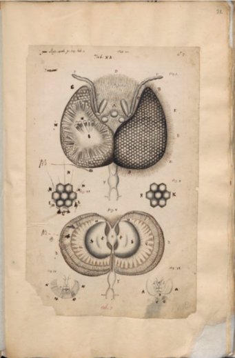 Johannes Swammerdam, Drawing of a bee’s eye in Icones operis Bibliae naturae, c, 1677, fol. 31v. Ms BPH 126 B. Leiden University Library Johannes Swammerdam, Drawing of a bee’s eye in Icones operis Bibliae naturae, c, 1677, fol. 31v. Ms BPH 126 B. Leiden University Library