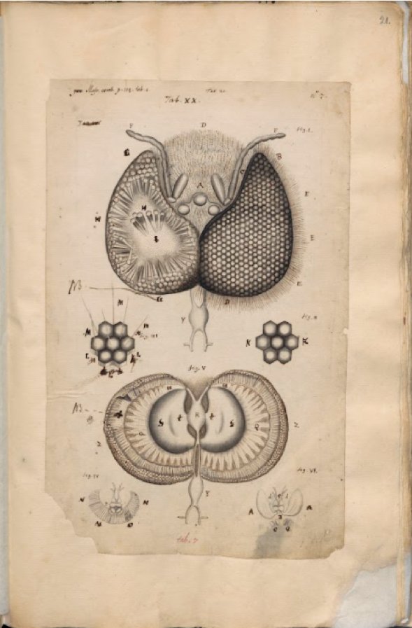 Johannes Swammerdam, Drawing of a bee’s eye in Icones operis Bibliae naturae, c, 1677, fol. 31v. Ms BPH 126 B. Leiden University Library